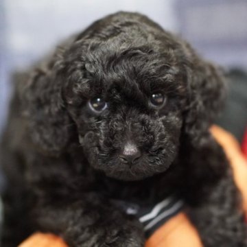 トイプードル(トイ)【北海道・男の子・2023年10月4日・ブラック】の写真「すくすく成長中です🐶」