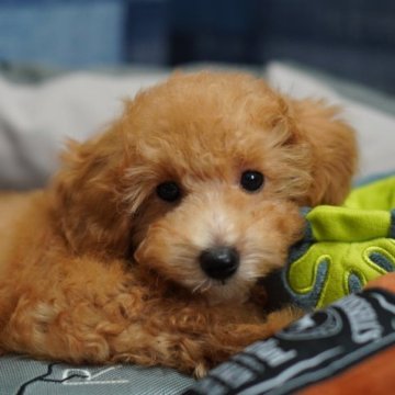 トイプードル(トイ)【北海道・男の子・2023年4月17日・オレンジフォーン】の写真「優しい顔立ち🐶両親遺伝子検査3項目全てクリア🧬」