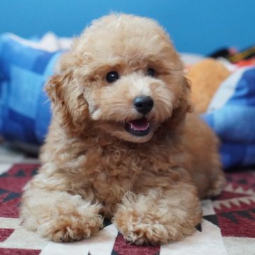 トイプードル(トイ)【北海道・男の子・2024年4月11日・オレンジフォーン】の写真「懐っこく陽気🐶トイレもほぼ完璧👌」