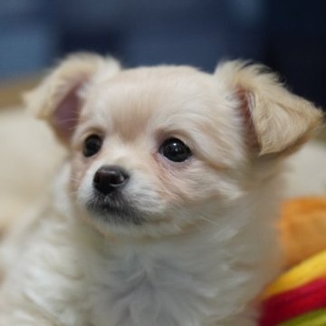 チワワ(ロング)【北海道・男の子・2023年1月26日・クリーム】の写真「掲載本日終了🐾オンライン見学即時可能です🐶」