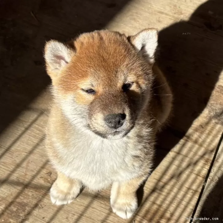 きなママ 様のお迎えした子犬