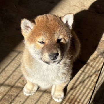 柴犬(標準サイズ)【三重県・男の子・2024年10月28日・赤】の写真「綺麗な赤の男の子」