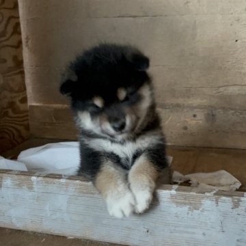 柴犬(標準サイズ)【三重県・男の子・2024年10月20日・くろ】の写真「一人っ子なのですくすく育ってます。」