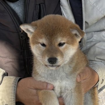 柴犬(標準サイズ)【三重県・女の子・2024年10月28日・赤柴】の写真「可愛い女の子」