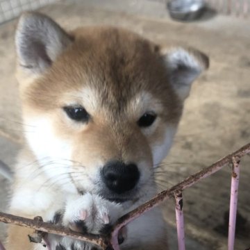 柴犬(標準サイズ)【三重県・女の子・2024年10月28日・赤柴】の写真「可愛い女の子」