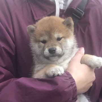 柴犬(標準サイズ)【三重県・女の子・2024年10月28日・赤柴】の写真「可愛い女の子」