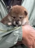 柴犬(標準サイズ)【三重県・女の子・2024年10月28日・赤柴】の写真4