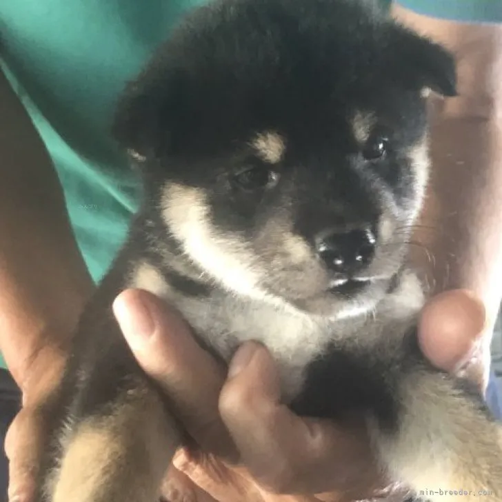 くろ 様のお迎えした子犬