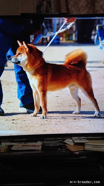 柴犬(標準サイズ)【・男の子・2023年7月21日・赤】