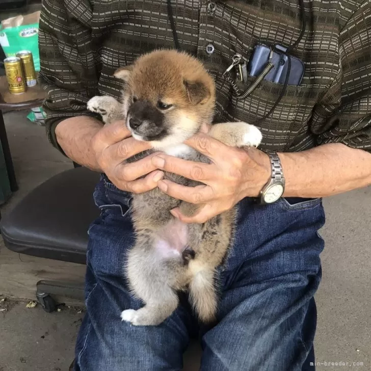 M.N 様のお迎えした子犬