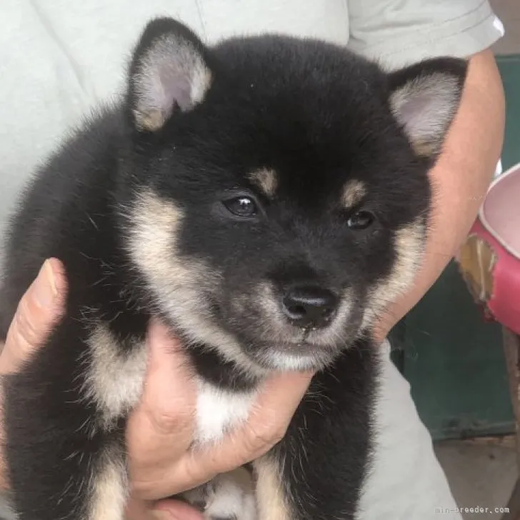 まころん 様のお迎えした子犬