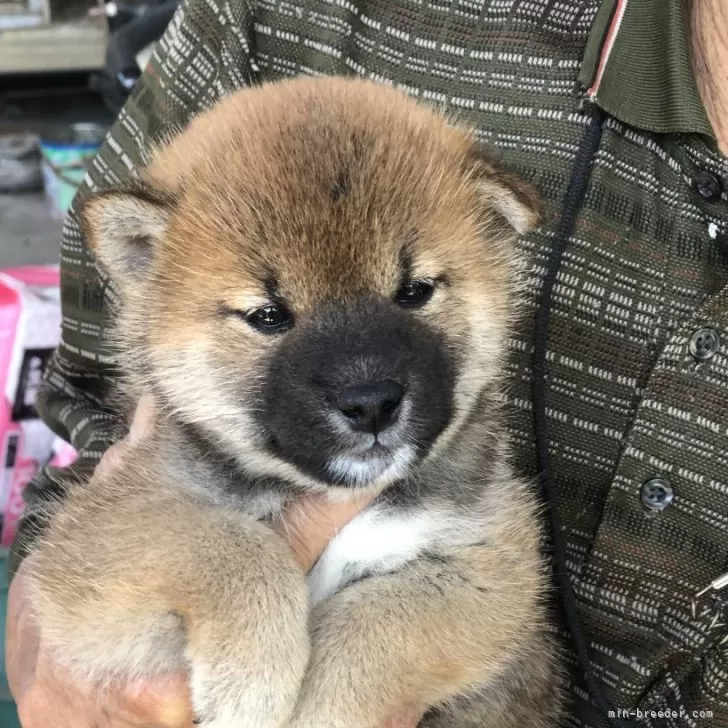 柴犬(標準サイズ)【三重県・男の子・2024年4月7日・赤】の写真1「離乳食少しずつ1日４回食べてます。」