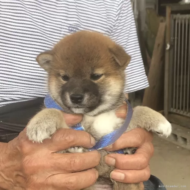 柴犬(標準サイズ)【三重県・女の子・2024年4月7日・赤】の写真1