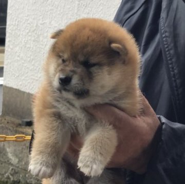 柴犬(標準サイズ)【三重県・女の子・2023年4月12日・赤】の写真「綺麗な色の女の子です、目が魅力的な可愛い子です。」