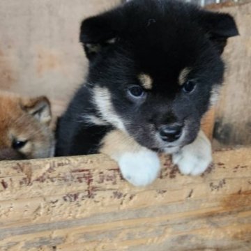 柴犬(標準サイズ)【三重県・女の子・2022年12月5日・黒】の写真「人懐っこい可愛い子です」