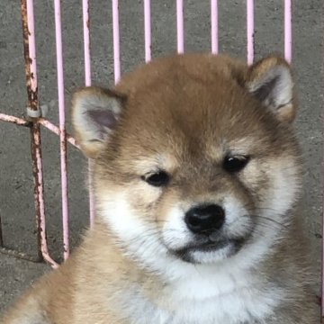 柴犬(標準サイズ)【三重県・男の子・2023年4月12日・赤】の写真「顔が黒いですが、成長していく過程でうすくなります」