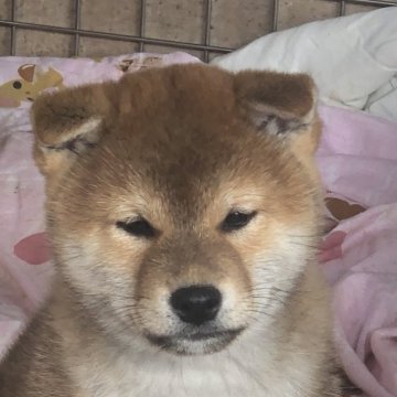 柴犬(標準サイズ)【三重県・男の子・2023年10月27日・赤】の写真「男の子らしい顔つきの赤柴です」