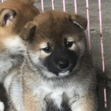 柴犬(標準サイズ)【三重県・男の子・2023年4月12日・赤】の写真「可愛い子犬で顔が黒いですが成長して行くにつれ薄くな」