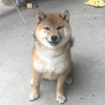 柴犬(標準サイズ)【三重県・男の子・2023年10月27日・赤柴】の写真「マスクが取れてスッキリした顔になりました。」