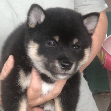 柴犬(標準サイズ)【三重県・女の子・2023年8月15日・黒】の写真「可愛い黒柴の女の子です目が綺麗です、」