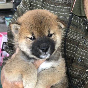 柴犬(標準サイズ)【三重県・男の子・2024年4月7日・赤】の写真「目のクリクリの男の子です。お母さんは小ぶりです」