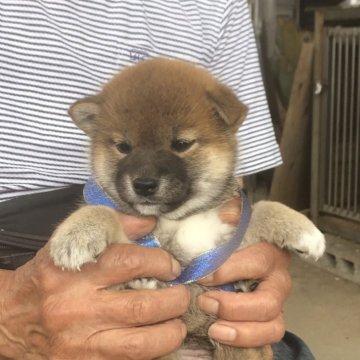 柴犬(標準サイズ)【三重県・女の子・2024年4月7日・赤】の写真「今は黒っぽい色ですが、綺麗な赤になると思います。」