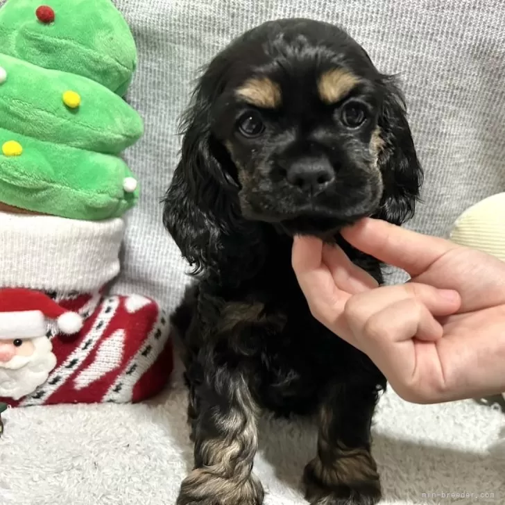 めるさん 様のお迎えした子犬