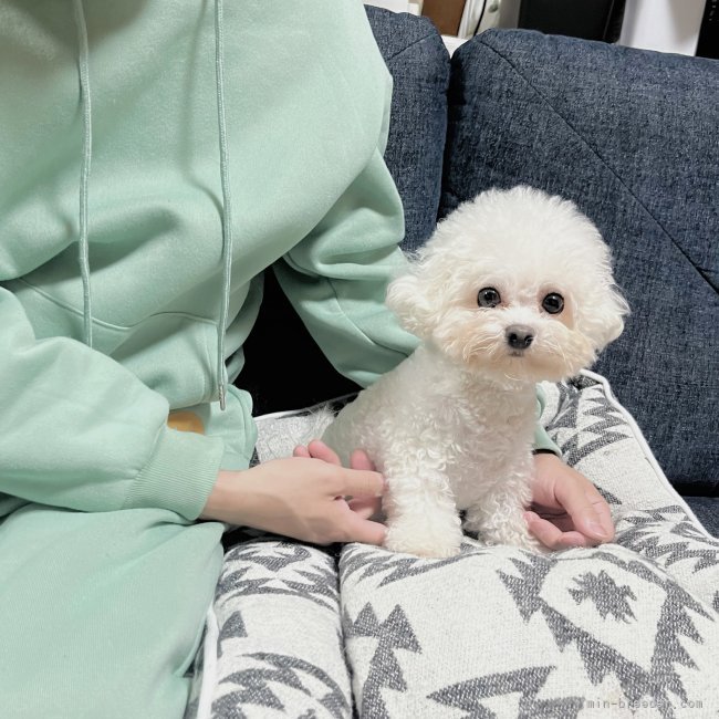 橋本拓弥ブリーダーのブログ：韓国からやって来たママ犬