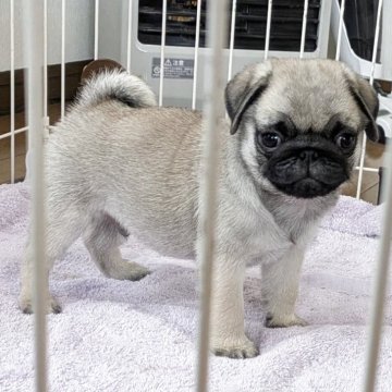 パグ【香川県・男の子・2025年1月29日・フォーン】の写真「元気一杯、甘えん坊です🤣」