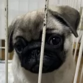 パグ