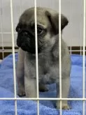 パグ【香川県・男の子・2024年12月21日・フォーン】の写真5「２月１２日、撮影。男の子！」