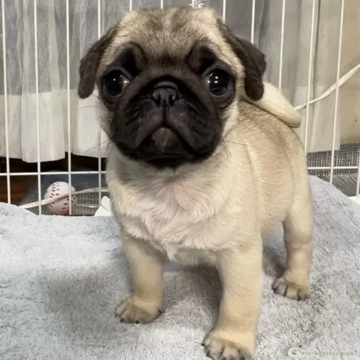 みかん 様のお迎えした子犬