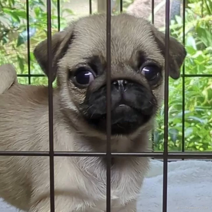 さとし 様のお迎えした子犬