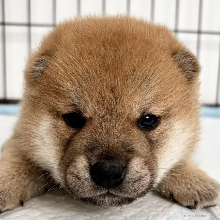 柴犬(標準サイズ)【福井県・男の子・2025年1月7日・赤】の写真1