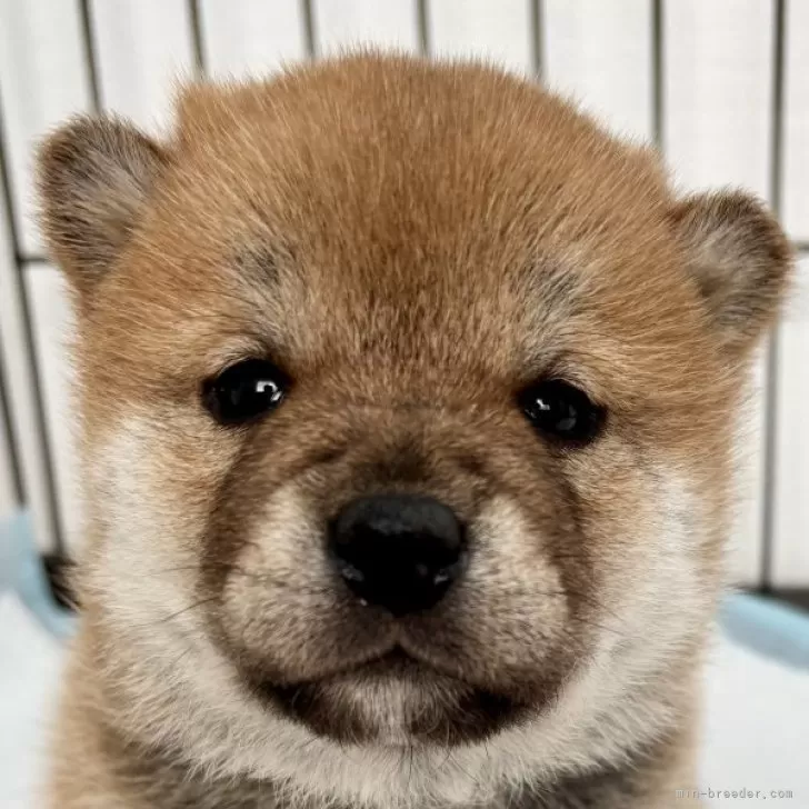 柴犬(標準サイズ)【福井県・女の子・2025年1月7日・赤】の写真1