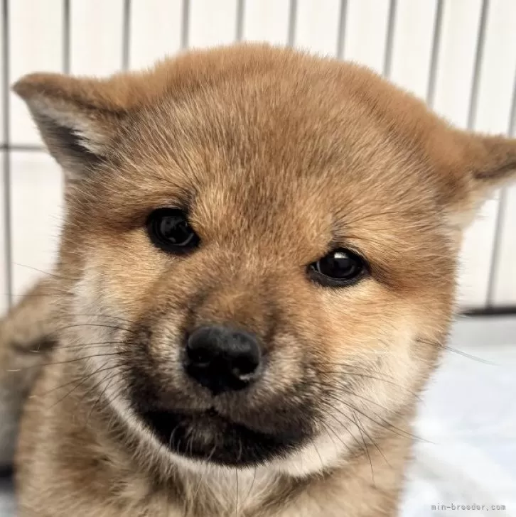 柴犬(標準サイズ)【福井県・女の子・2024年10月29日・赤】の写真1