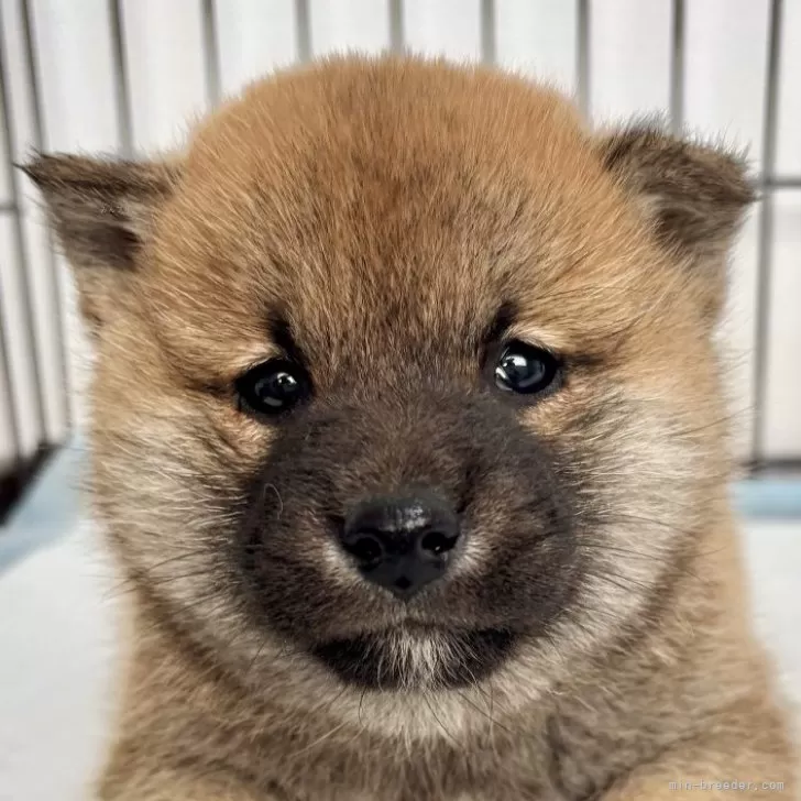 柴犬(標準サイズ)【福井県・男の子・2025年1月23日・赤】の写真1