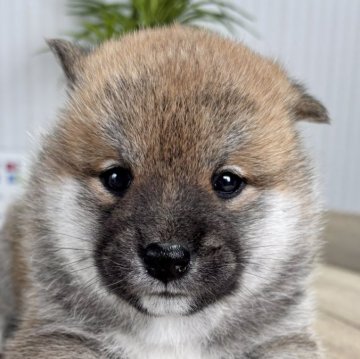 柴犬(標準サイズ)【福井県・男の子・2024年10月23日・赤】の写真「可愛すぎるお顔♪性格も心優しい秀逸犬です♡」