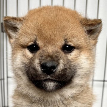 柴犬(標準サイズ)【福井県・女の子・2024年11月3日・赤】の写真「癒しの雰囲気満載♪可愛いお顔と優しい性格が最高♡」