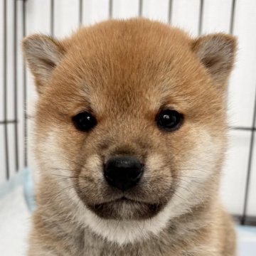 柴犬(標準サイズ)【福井県・男の子・2025年1月7日・赤】の写真「賢くてとってもお利口さん♪良い子に育ちますよ！」