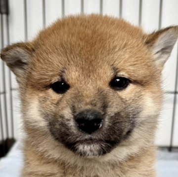 柴犬(標準サイズ)【福井県・女の子・2024年11月3日・赤】の写真「元気満点！可愛い容姿♡明るい性格で人間大好き！」