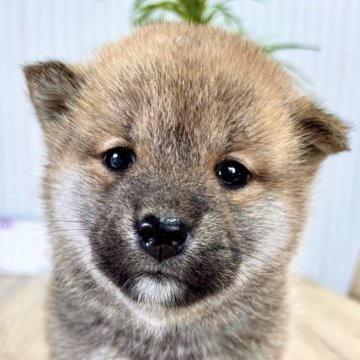 柴犬(標準サイズ)【福井県・女の子・2024年10月23日・赤】の写真「キュートなお顔と穏和な性格♪魅力満載優秀女子！」