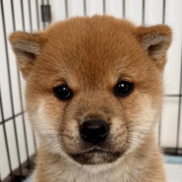 柴犬(標準サイズ)【福井県・男の子・2025年1月7日・赤】の写真「キリッとイケメン！賢くてとってもお利口さん♪」