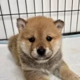 柴犬(標準サイズ)【福井県・男の子・2025年1月29日・赤】の写真2