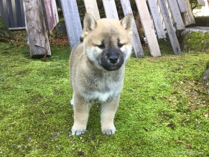 柴犬(標準サイズ)【福井県・男の子・2019年10月11日・赤】の写真1「11/23撮影」