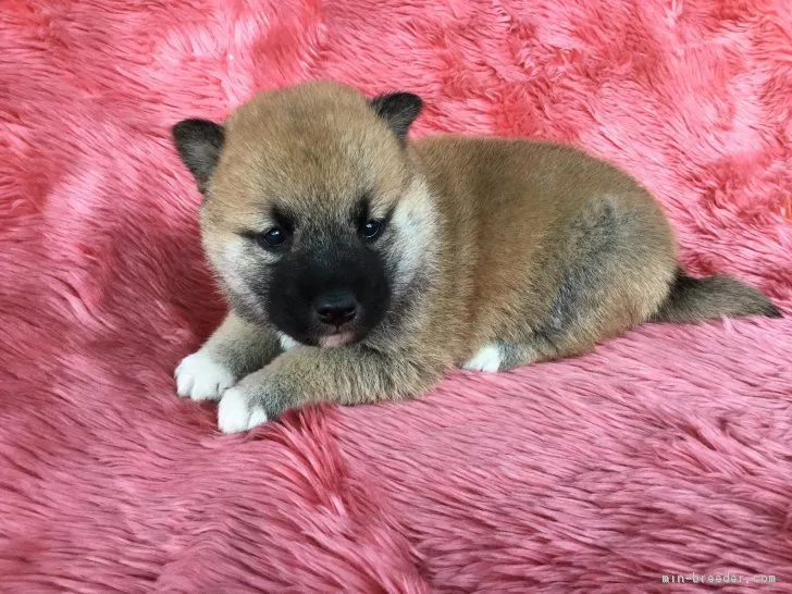 柴犬(標準サイズ)【福井県・女の子・2018年11月4日・赤】の写真1「12/1 撮影 写真は成長と共に随時更新してまいります♪」