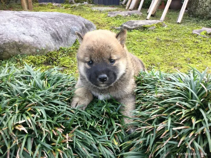 柴犬(標準サイズ)【福井県・女の子・2017年10月14日・赤】の写真1「11/12撮影」