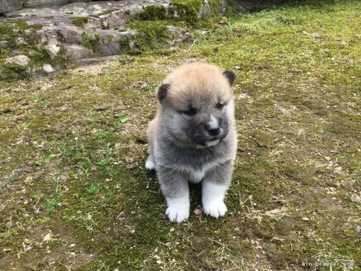 柴犬(標準サイズ)【福井県・男の子・2018年4月18日・赤】の写真1「5/12 撮影」