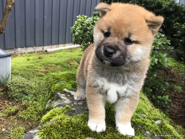 柴犬(標準サイズ)【福井県・男の子・2020年3月14日・赤】の写真1「4/21撮影　日々可愛くなっていきますよ♪」