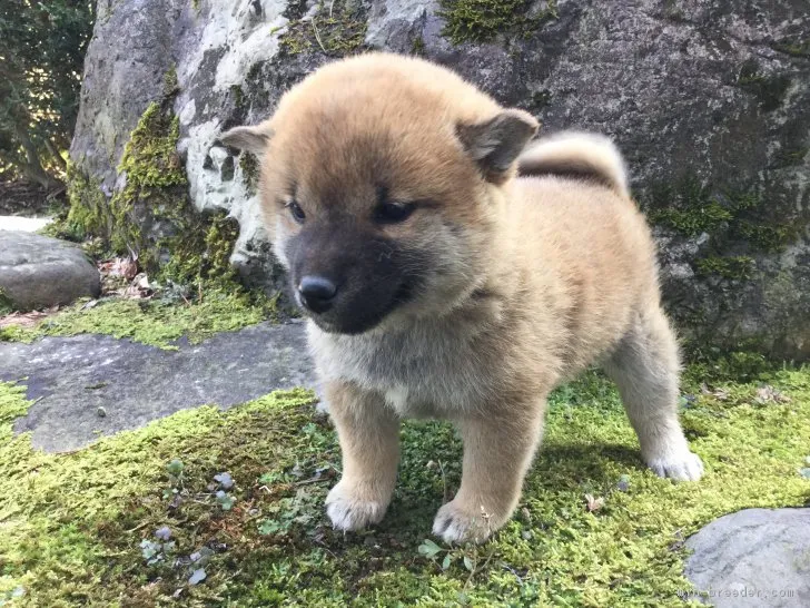 柴犬(標準サイズ)【福井県・女の子・2017年1月31日・赤】の写真1